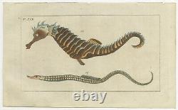 Set of 3 Antique Fish Prints Short Dragonfish Pipefish Seahorse