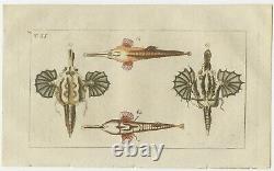 Set of 3 Antique Fish Prints Short Dragonfish Pipefish Seahorse
