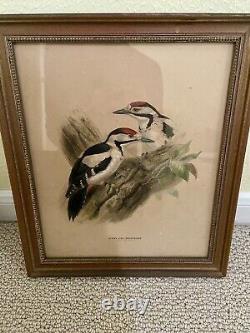 Set of 3 Original Signed and Numbered Lithograph Prints by J. G. Keulemans