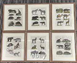 Set of 6 Pictures Framed Animal decorative