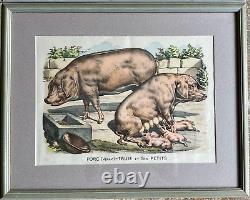 Set of Four Framed French Vintage Farm Animal Prints Cows, Pigs, Goats