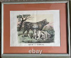 Set of Four Framed French Vintage Farm Animal Prints Cows, Pigs, Goats
