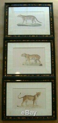 Set of Three JOHN RICHARD Framed Prints BIG CATS Lion Tiger Margay