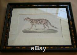 Set of Three JOHN RICHARD Framed Prints BIG CATS Lion Tiger Margay