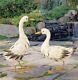 White Metal Duck Statues Garden Art Bird Pair Sculptures Pond Pool Decor Set/2