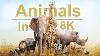 Wild Animals In 8k Ultra Hd Hdr Collection Of Colorful Wild Animals Ii 60 Fps